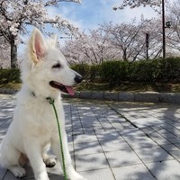 まだ５カ月だけど大きな子犬さん お母さんと台所に立つと でっっか Www もののけ姫にでてくる犬ー まいどなニュース