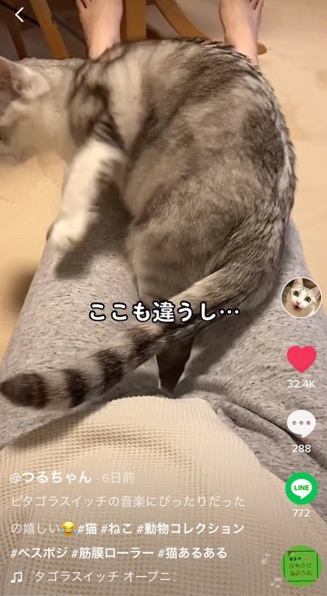 飼い主さんの足元でベスポジ探してうろうろ 最後はまるでピタゴラ装置な猫さんが話題 ハマった瞬間声が出た べスポジスイッチ まいどなニュース