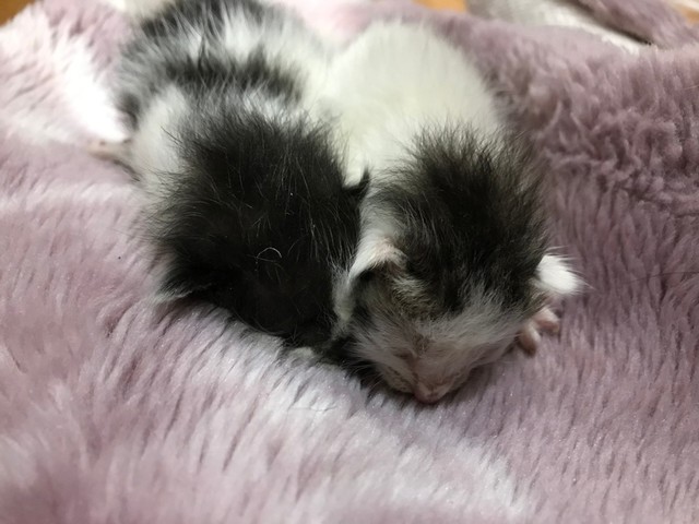 ダンボールに集団遺棄されていた乳飲み子猫 生後間もない2匹の姉妹と生後2週間ほどの5匹のきょうだい まいどなニュース