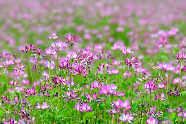 お花摘み もう1つの意味 知ってますか 人気お笑いトリオ四千頭身もネタで使用 登山用語がルーツ まいどなニュース お花摘み もう1つの意味 知ってますか 人気お笑いトリオ四千頭身もネタで使用 登山用語がルーツ まいどなニュース