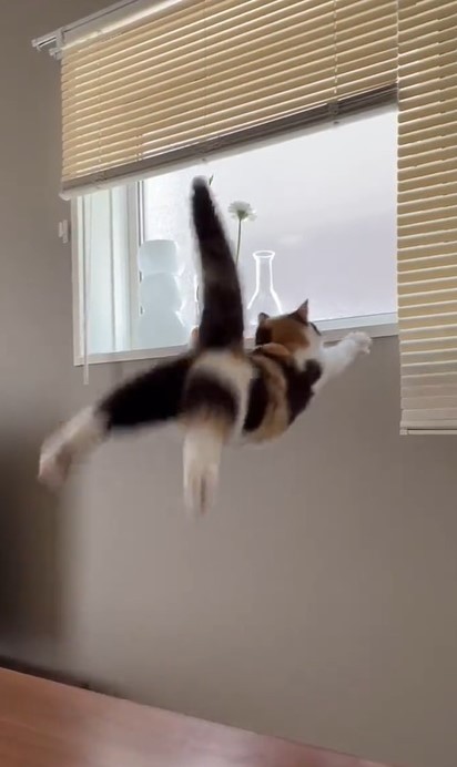 我が家の猫のジャンプ力 動画に爆笑 テーブル 窓際 見事な落下に 可愛さがジャンプ力を上回ってる まいどなニュース 我が家の猫のジャンプ力 動画に爆笑 テーブル 窓際 見事な落下に 可愛さがジャンプ力を上回ってる まいどなニュース