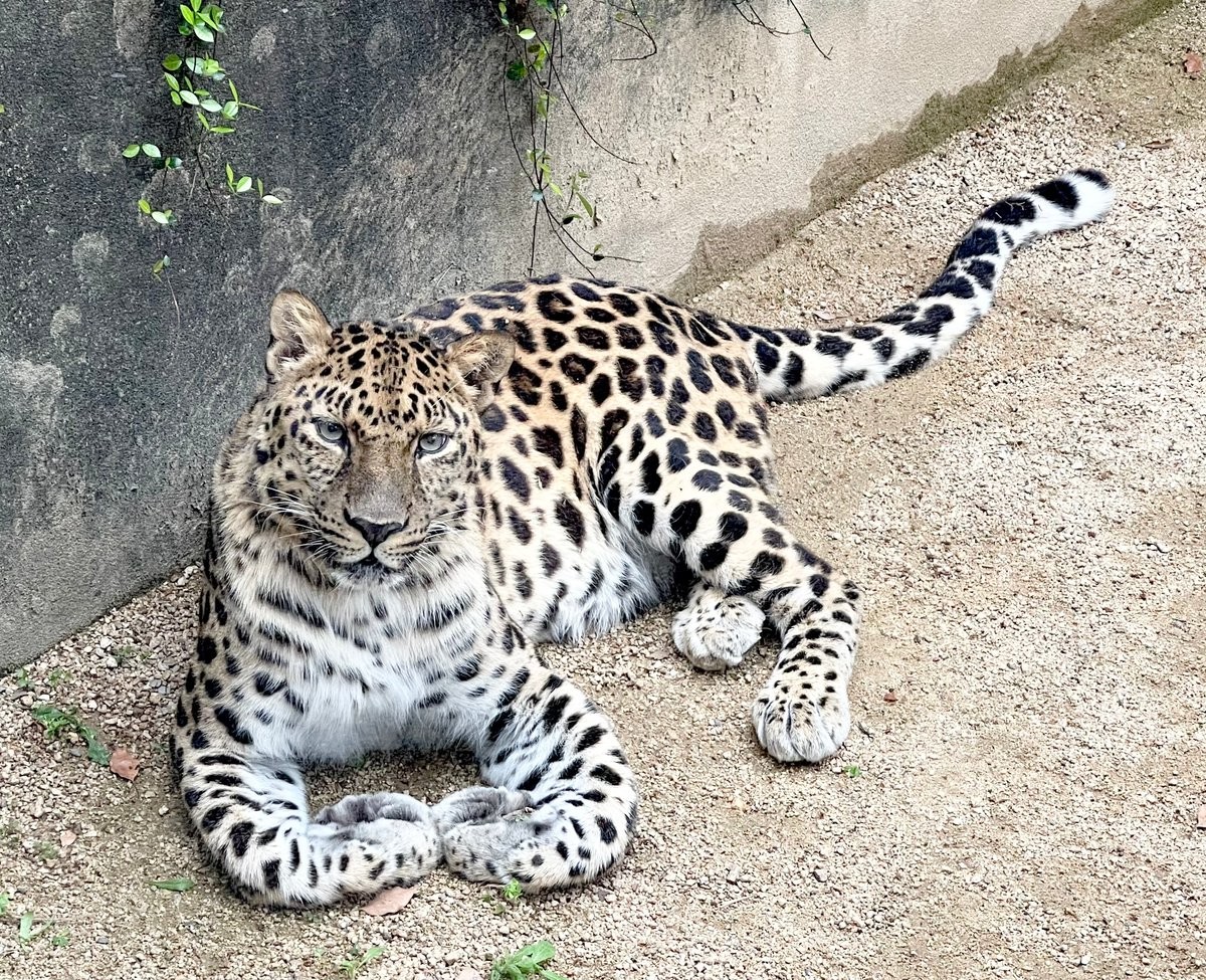 ジャガーにマタタビ スリスリゴロにゃん止まらない ナゾ解明に全面協力した猛獣ネコたちが可愛すぎる まいどなニュース