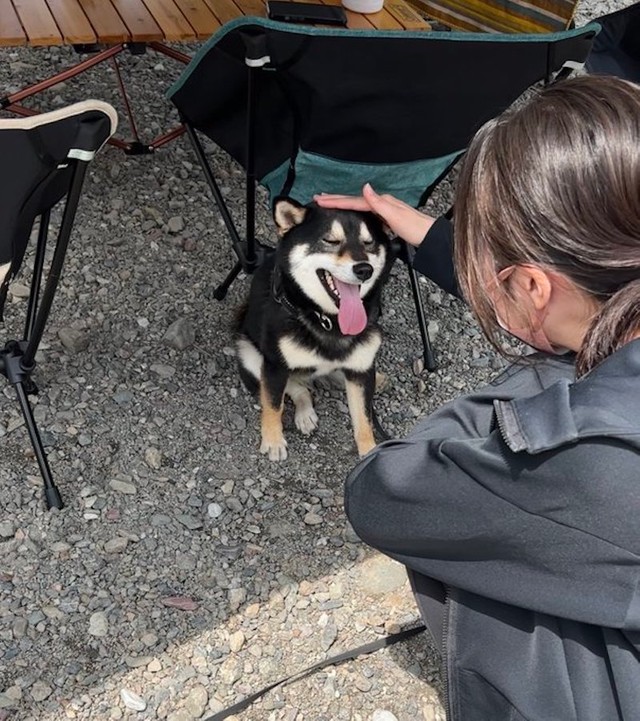 ナデナデする人で態度を変える柴犬 女性 えへへ 男性 なんスか と 顔に出過ぎ 解るぜその気持ち まいどなニュース