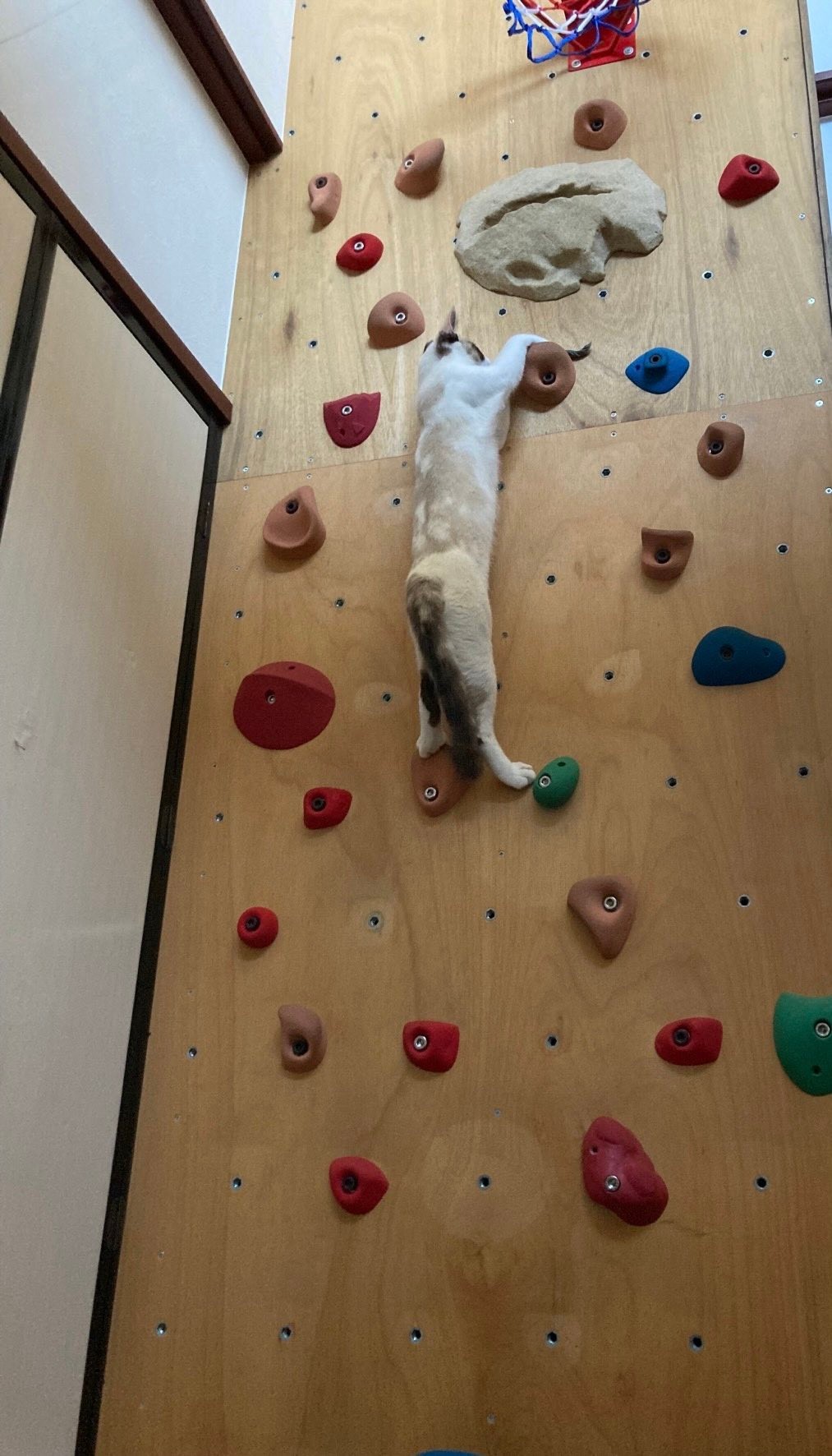 猫界に期待のクライマー現る 五輪終わっても家で生の競技が見れるなんて ネット羨望 まいどなニュース