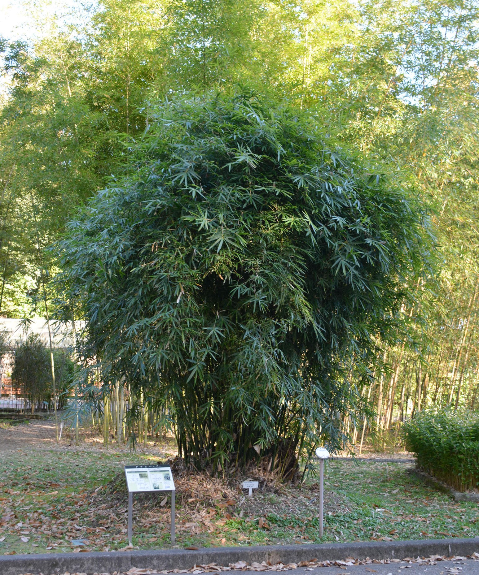 実は違う タケとバンブー 植物園の案内板が話題 何が違うか樹木医に聞いてみた まいどなニュース