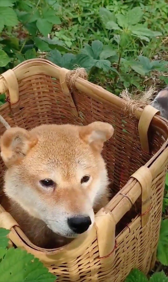 背後にただならぬ殺気 恐くて振り返れない柴犬の後ろに何が 役者級の表情に爆笑 母さん帰ってきた時のウチの親父 まいどなニュース