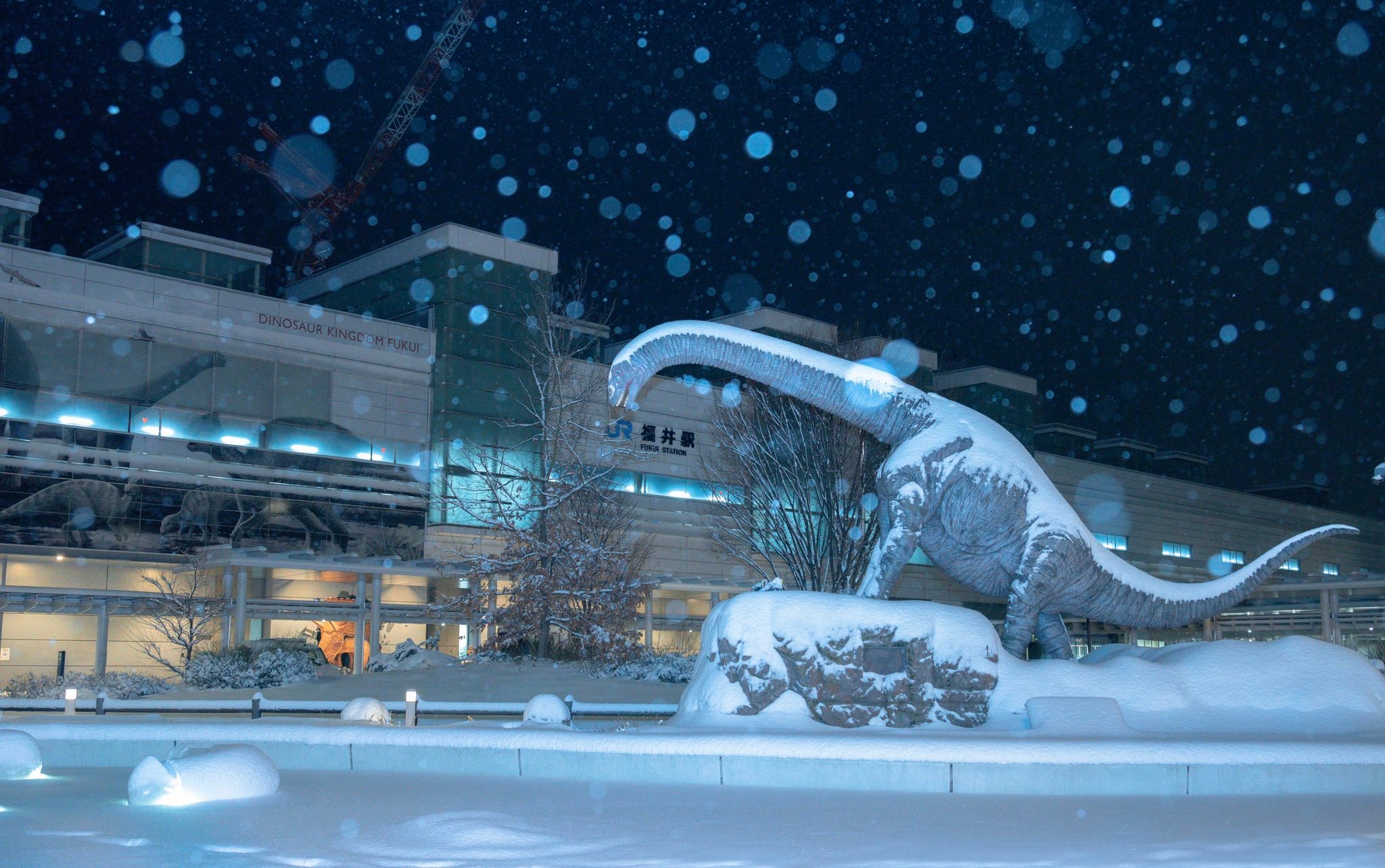 え ここは 氷河期 大雪の夜 恐竜と睨み合い 福井県大好き21歳の珠玉の写真に県担当者も感動 まいどなニュース