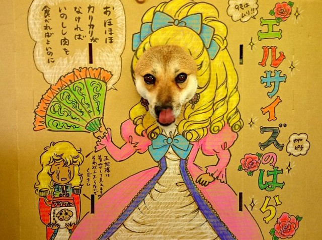 びっくり顔でお目目パチクリ じゃがいもに囲まれる犬に爆笑 実は花農家を手伝う働き者でした まいどなニュース