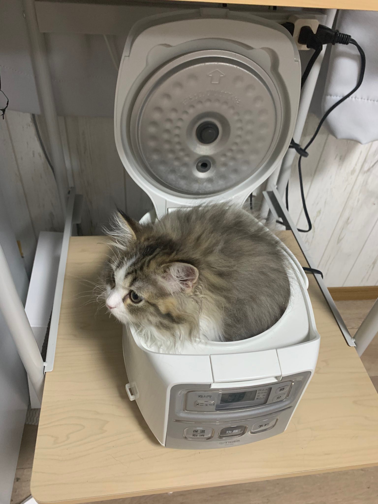 炊飯ジャーならぬ炊飯ニャー おいしく猫が炊けました 炊飯器からひょっこり生える猫ちゃんが話題 まいどなニュース
