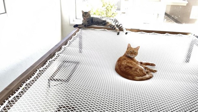 吹き抜けから猫さんが落ちないか心配 そうだネットを張ろう なんということでしょう まいどなニュース