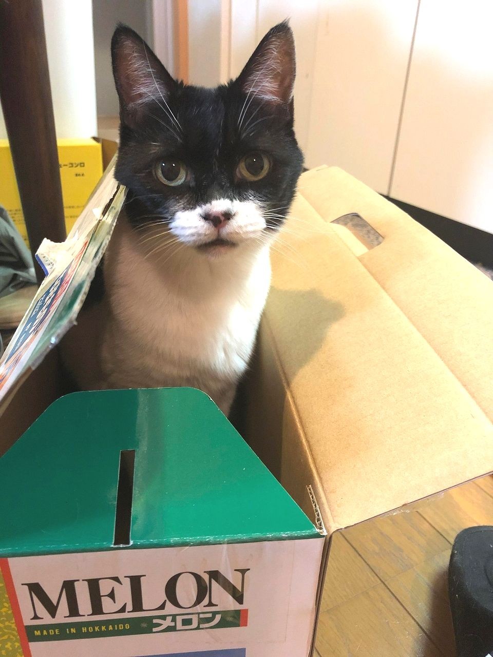 衰弱して声も枯れた子猫 出会いはミクシィの掲示板 自分から寄ってきたね 愛情注がれ今13歳 まいどなニュース