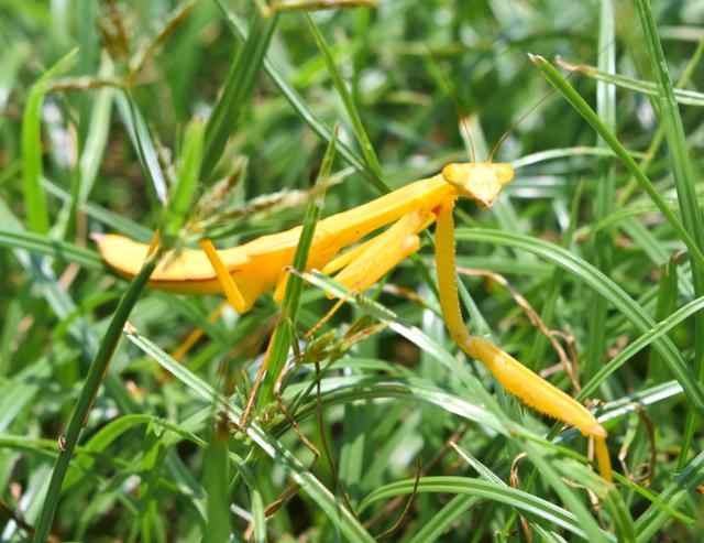 带来幸福的黄色螳螂! 饲育员推特发文掀话题(影片)