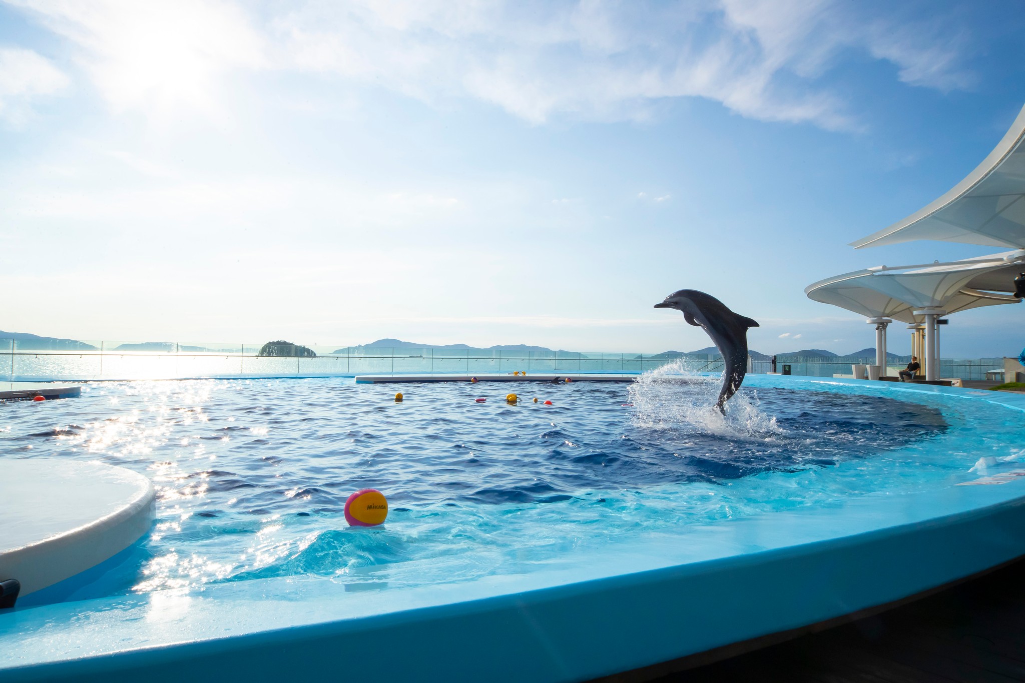 イルカに餌を与えないで 例がおかしいとネットざわつく 四国水族館 香川県なのでうどんに まいどなニュース