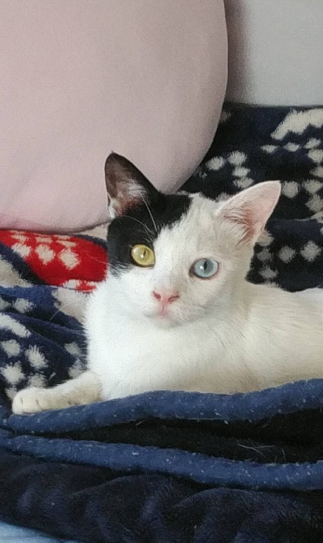 猫はどうして女性が好きなの 猫の気持ちがもっとわかるようになる ねこ検定 とは まいどなニュース