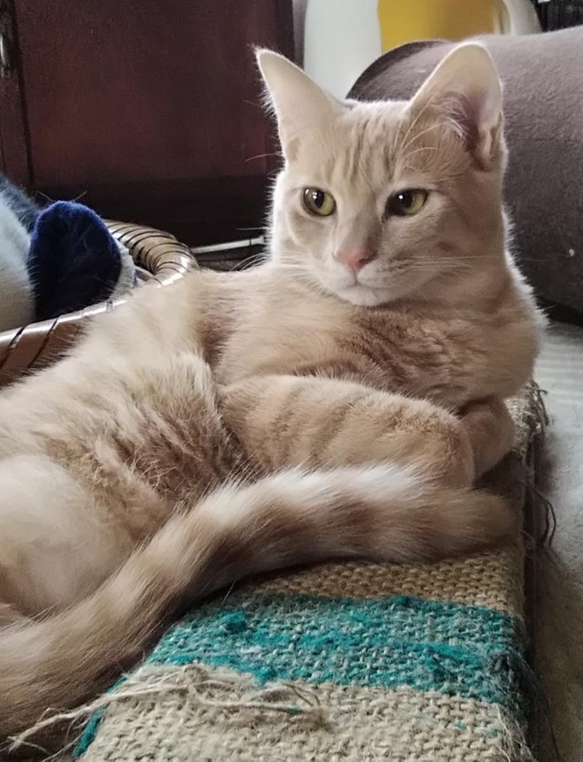 あきらめないことを教えてくれた 生後2カ月で両後ろ足を切断したエールくん キャットタワーにも登るやんちゃボーイに まいどなニュース