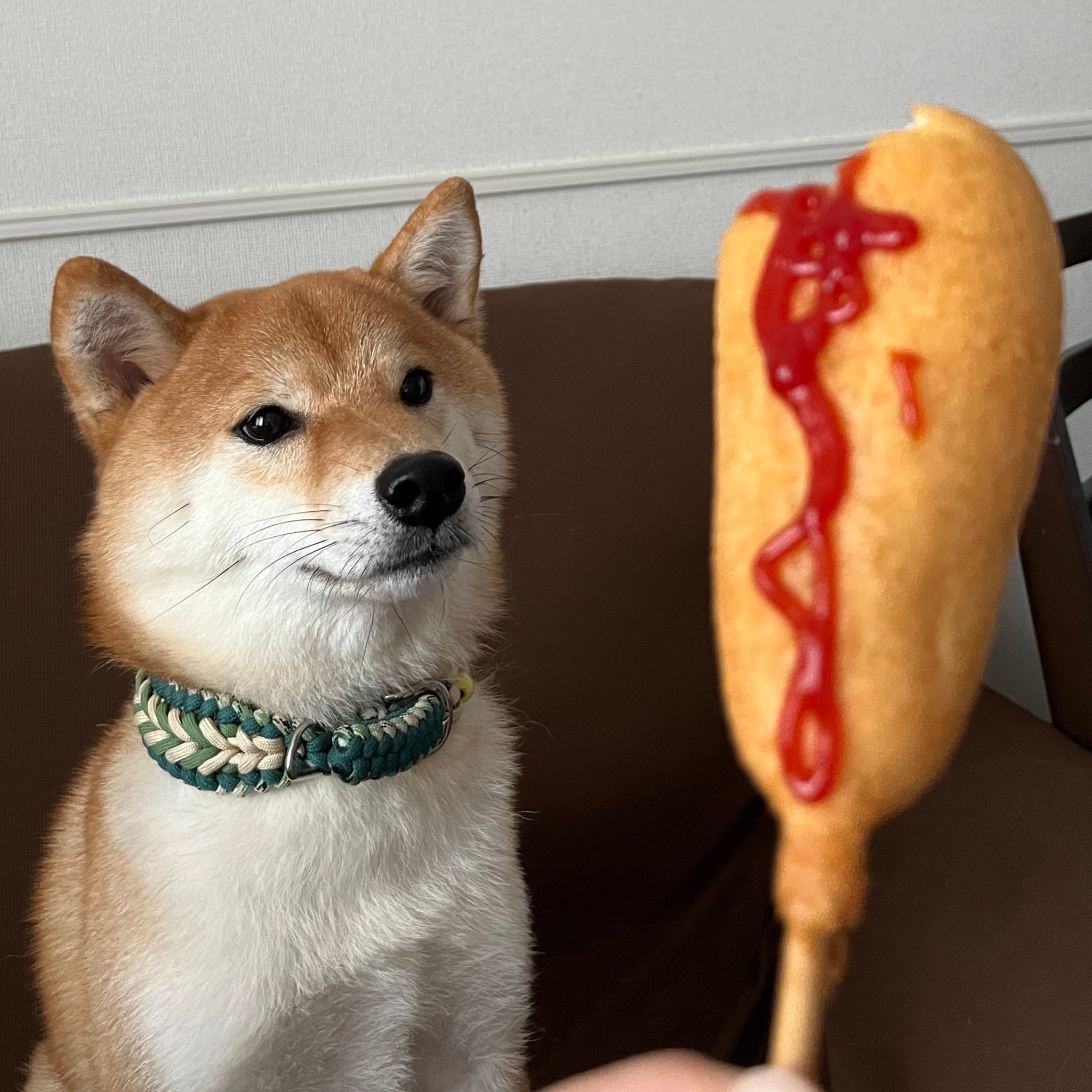 これぞ真のジャパニーズドッグ アメリカンドッグを興味津々に見つめるワンちゃんの姿が話題に よろず ニュース