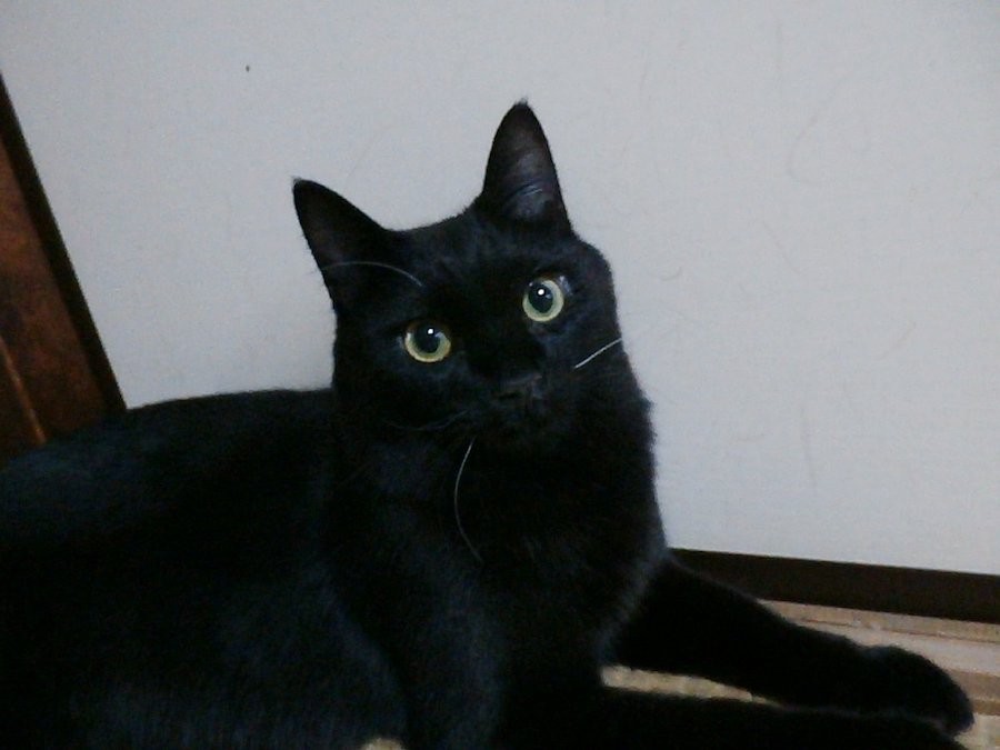 猫に頼めば伝わる 都市伝説は本当だった 脱走した家猫が帰ってきたミラクルに ネット民から体験談も殺到 まいどなニュース 猫に頼めば伝わる 都市伝説は本当だった 脱走した家猫が帰ってきたミラクルに ネット民から体験談も殺到 まいどなニュース