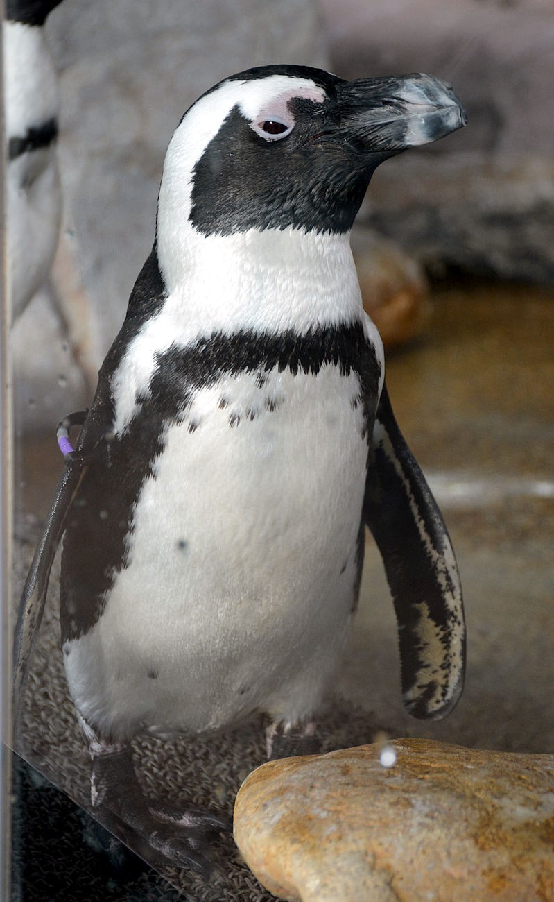 魔性の女 浮気の返り討ちにあった男 今年もペンギン関係は 愛憎ドロドロ 京都水族館が相関図を更新 まいどなニュース