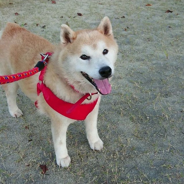 駐車場の一角 鎖に繋がれっぱなしの犬 日に日に弱っていく様子を放っておけず 出会った夫婦の決断 まいどなニュース 駐車場の一角 鎖に繋がれっぱなしの犬 日に日に弱っていく様子を放っておけず 出会った夫婦の決断 まいどなニュース