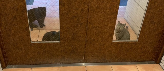 野良猫が増えたと思ったら 引っ越しで置き去りにされていた ツイ民たちから怒りの声 信じられない まいどなニュース