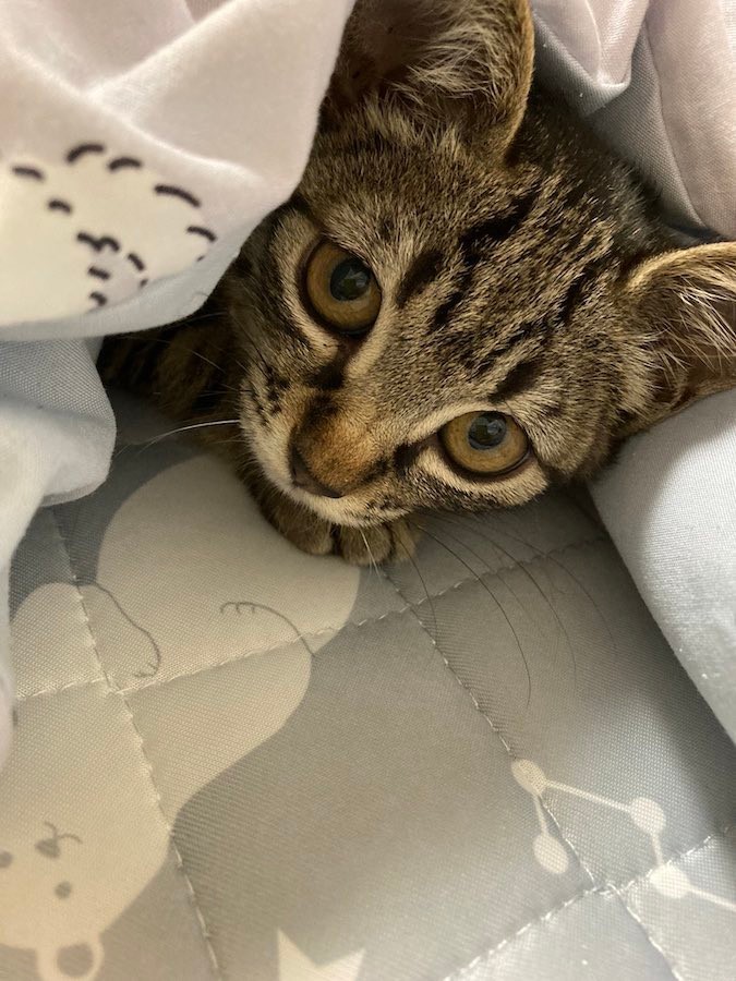 保護した子猫がご飯を食べなくなった なぜ 駆け込んだ病院の獣医師の言葉に涙 ツイート読んで泣いた とネット民も感動 まいどなニュース