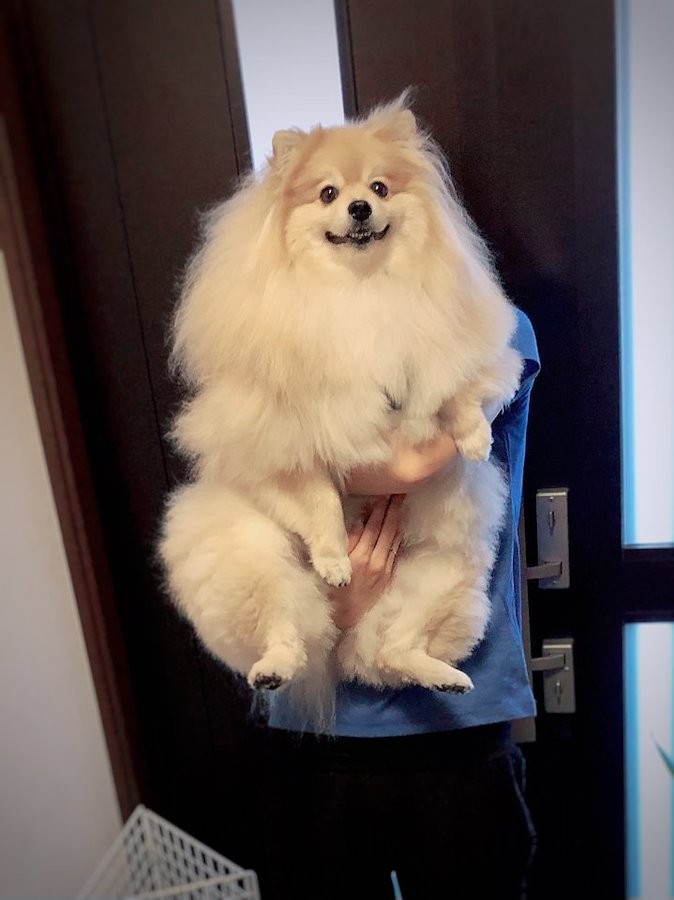 先祖返りしてデカくなる犬 当たり のデカポメが話題 ポメ界の王 小型犬とは まいどなニュース