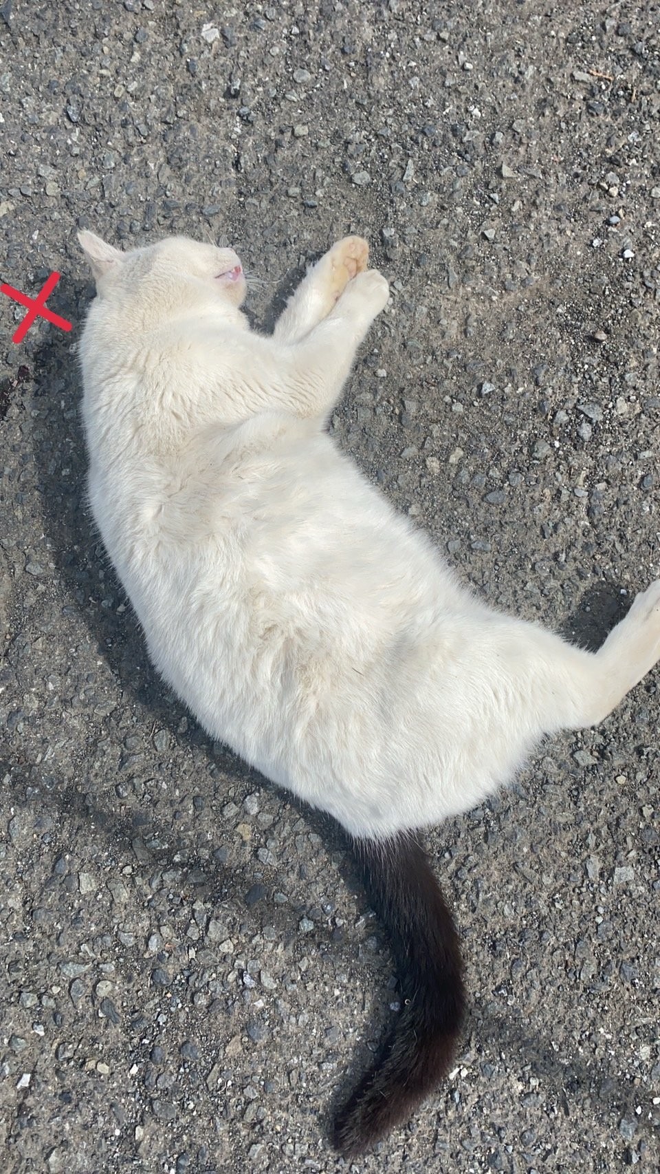 地域猫の不審死が東京で相次ぐ 吐血や嘔吐など 死体を司法解剖へ 獣医師 毒物を飲まされた可能性も まいどなニュース