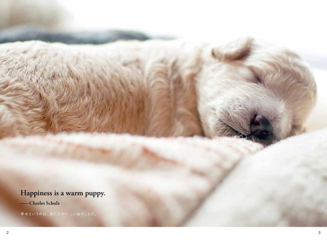 ワンだふる な英単語集 いぬたん 登場 ウチの子自慢も英語でできるワン まいどなニュース ワンだふる な英単語集 いぬたん 登場 ウチの子自慢も英語でできるワン まいどなニュース