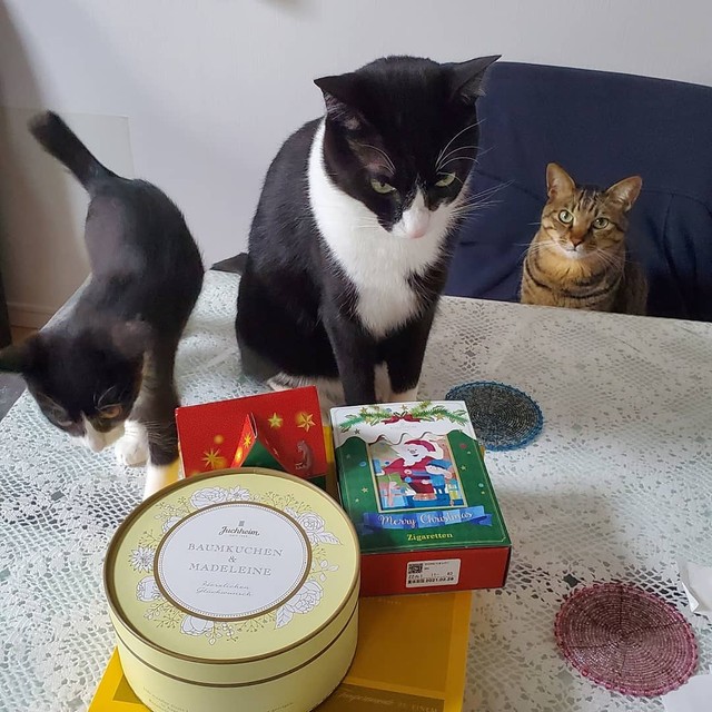 甘えることも覚えてほしいニャ 人間恐怖症の先住猫に迎えた 先生 は 可愛いアピール 上手な子猫 まいどなニュース