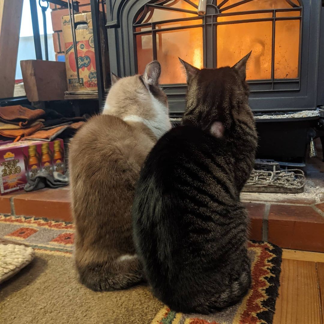 猫を救いたいとの一念で建てた 猫御殿 家を建てた工務店に捨てられていた2匹が初めての 住人 に まいどなニュース