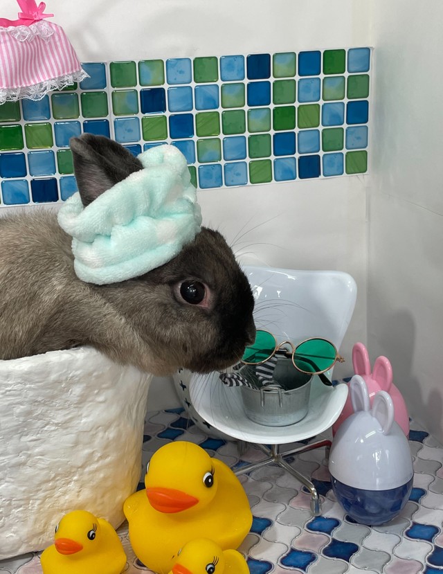 偏食で愛想ナシの保護うさぎをお迎え 決め手は じっと目を見てくれた こと 新しい家族に 大事にされる喜び を知る まいどなニュース