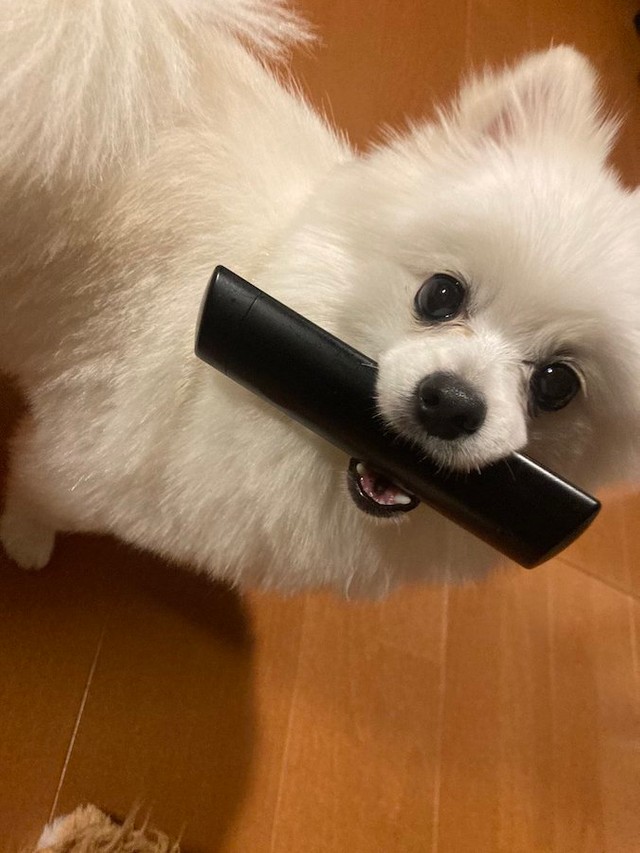 リモコンを咥え、追いかけっこを期待するこむぎくん（提供：ポメラニアンのこむぎさん）