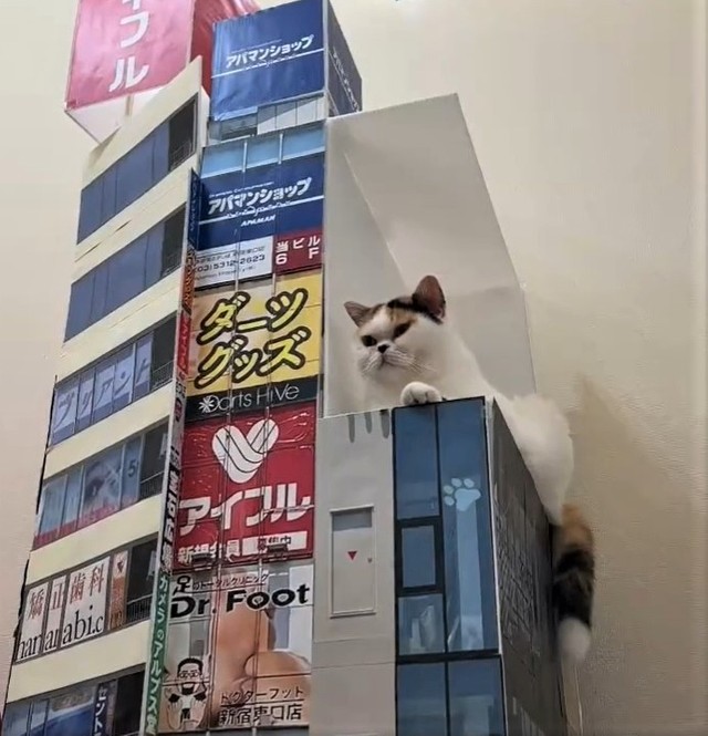 超リアル 自宅に新宿3d猫を再現すると あっ 猫ちゃんが飛び出てきた テクノロジーの進歩は凄い リアル過ぎる3d猫 まいどなニュース