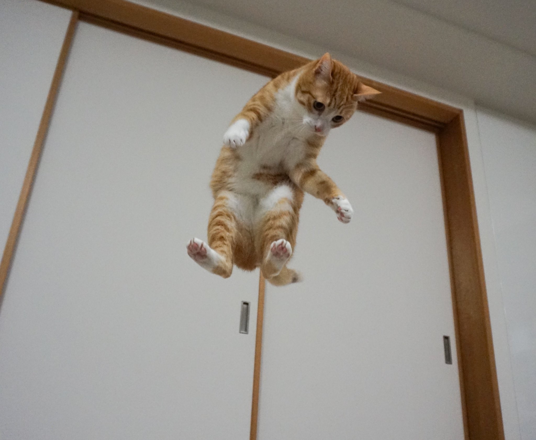 目指せ 世界ニャンピオン パンチをかます猫ちゃんが本格的すぎると話題 構えからまるでボクサー まいどなニュース