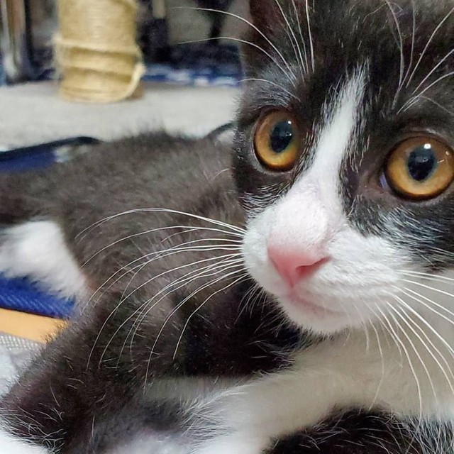 生後間もなく飼い主に保健所に持ち込まれた子猫、先住猫2匹は弟の面倒