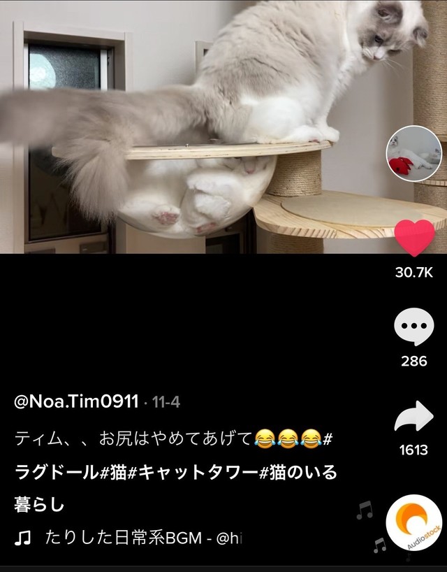 え 待って まさかお尻から 猫団子で下敷きになった猫さんの表情に爆笑 下の子はどういう気持ちなん 笑 まいどなニュース