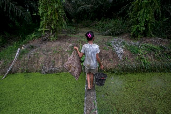 Child labor in palm oil industry tied to Girl Scout cookies : The Asahi Shimbun - Vimarsana News