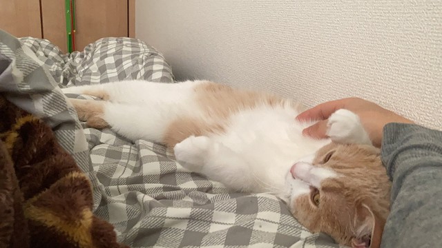 猫さんが箱座りでリラックスと思いきやu2026動画のオチに大爆笑「グラビア