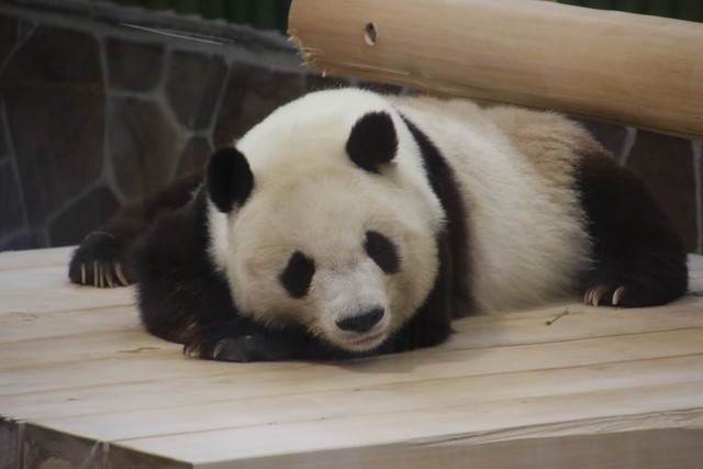 返還迫る神戸のパンダ 入園倍率は最大3倍 狙い目は 観覧時間は実質わずか3分 それでも会いたい まいどなニュース