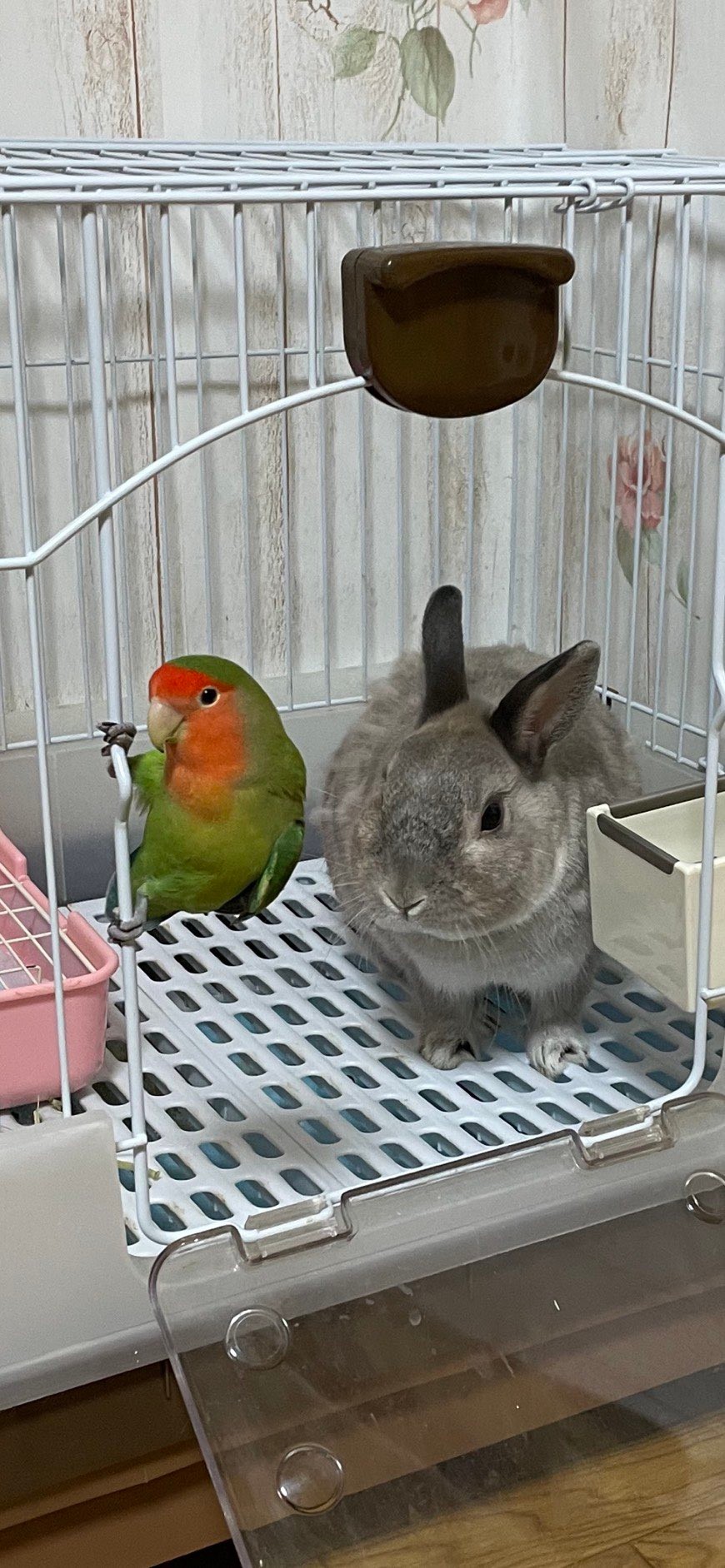 ネコバスならぬイヌバス 2羽のインコを乗せて歩く犬さんに癒される人続出 優しい世界 ほのぼの まいどなニュース