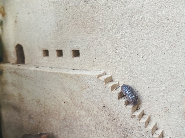 あ ダンゴムシさん ようこそ 小さいおうちの階段をのぼってくる様子が愛らしい まるでおとぎ話の世界 まいどなニュース