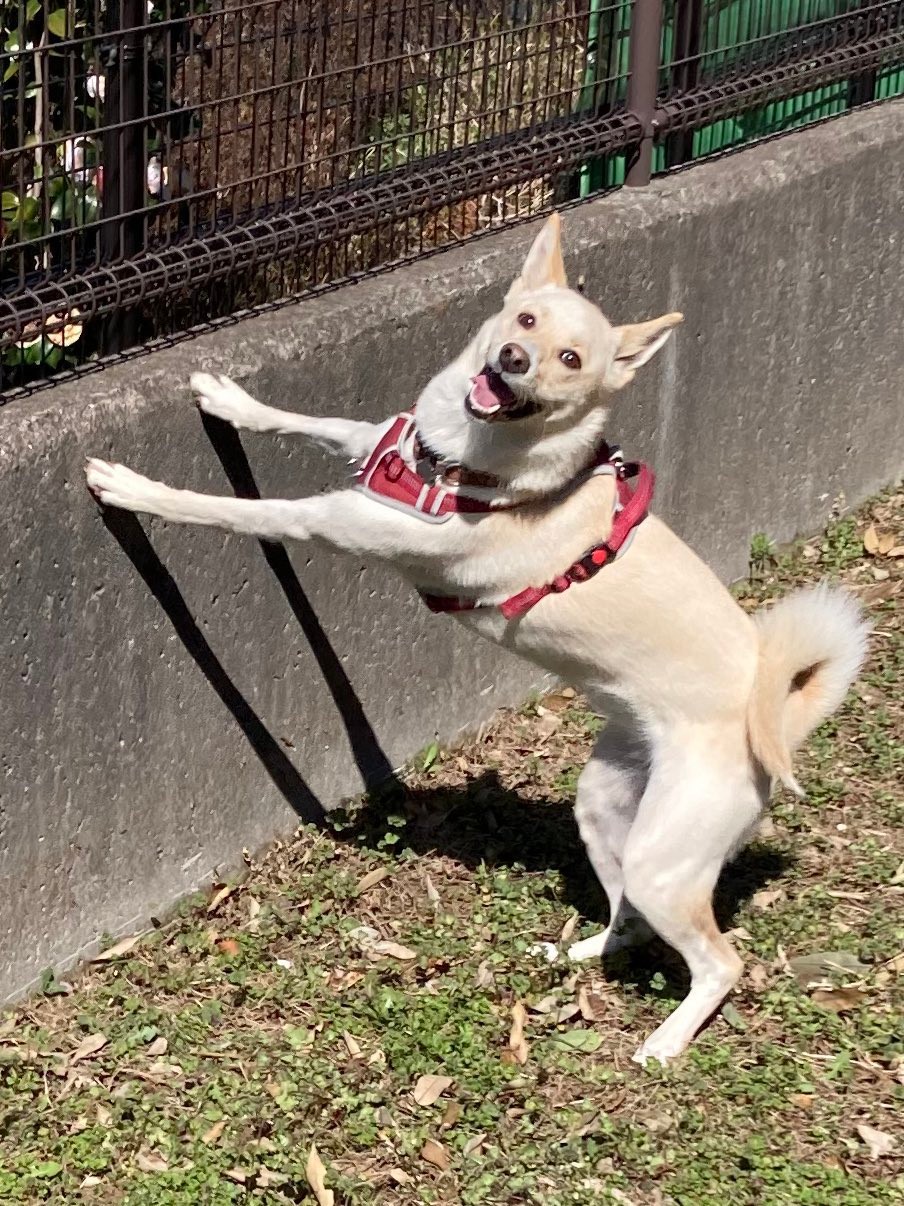 妖怪が現れた べろ んと舌を出す犬さんが話題 ネット民 バイオレーター もののけの山犬 まいどなニュース