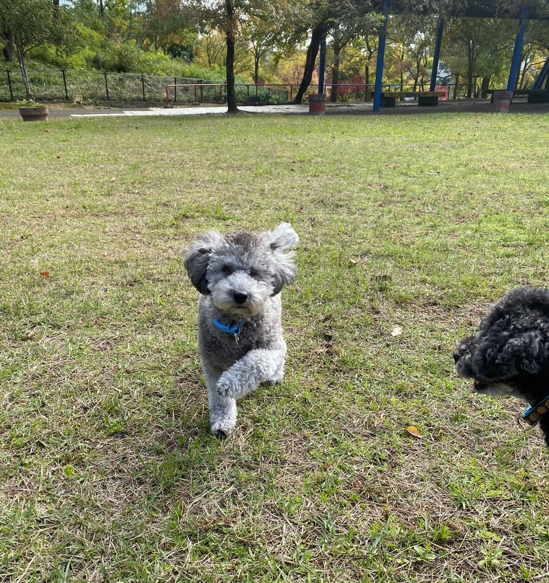 生まれつき目がない犬が教えてくれたこととは 最初は拒否した先住犬も受け入れ 家族の仲間入り まいどなニュース
