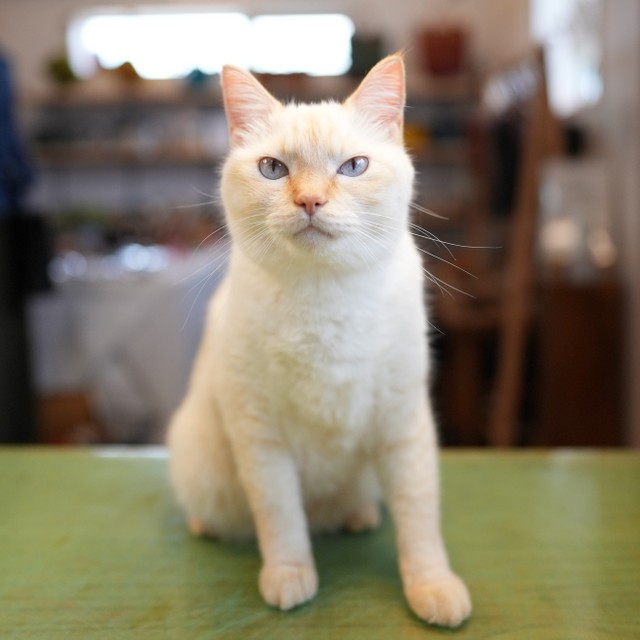 そろそろ寝たらどうニャ 夜なべ仕事の店主から離れない笹かま猫 見守ってくれてるのかな まいどなニュース