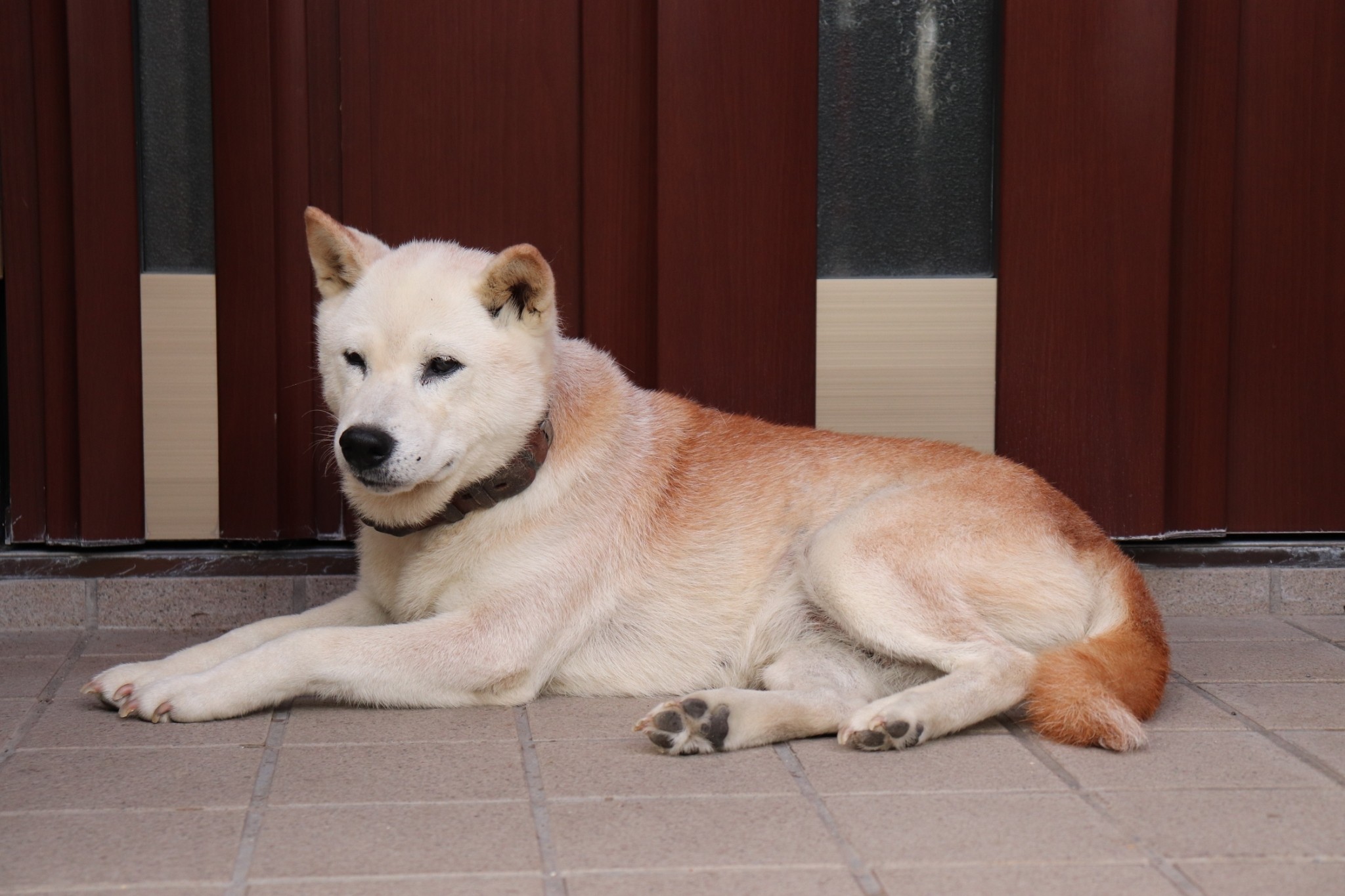 カエルやヘビを食べ生きていた 夏の夕方 トボトボ歩いていた迷子犬 愛犬家と出会い 手術で一命とりとめた まいどなニュース