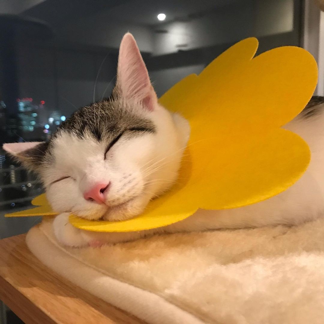 人懐っこい子猫と人見知りの子猫 どちらか1匹の保護猫を選ぶつもりが 2匹一緒に飼って幸せいっぱい まいどなニュース