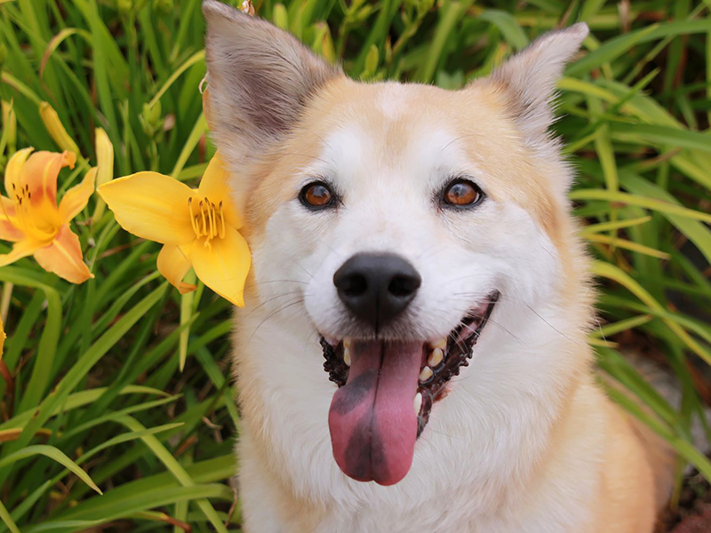 犬も微笑む？！ 笑うような表情から読み取れる犬の気持ち sippo(シッポ)