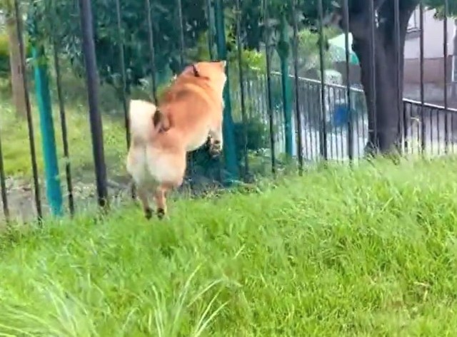 草むらをピョンピョン跳ねる柴犬 勢いあまって激突 ありゃ 大丈夫 うさ柴 ジャンプ力すごい まいどなニュース