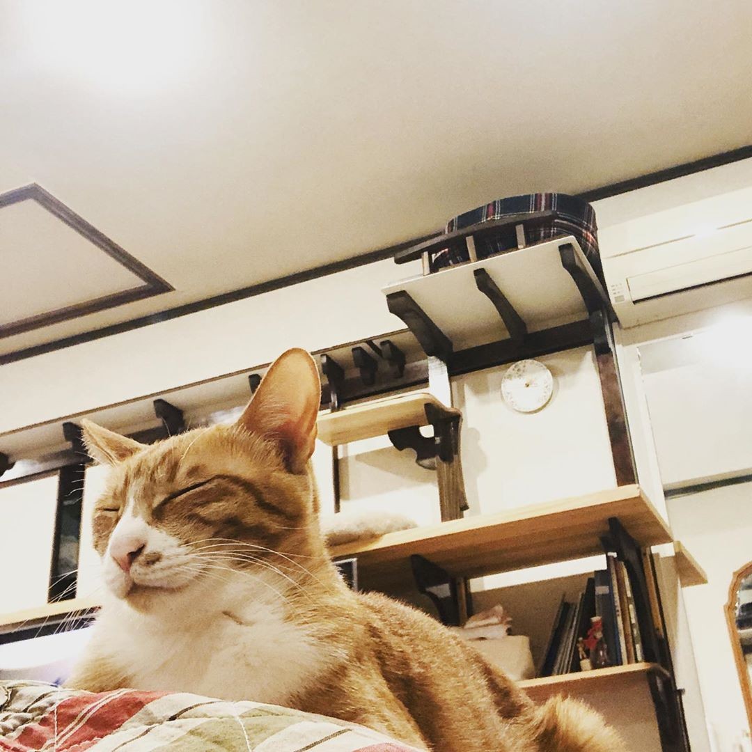 猫パンチを繰り出し威嚇していた2匹の保護猫 あえて里親になった理由とは まいどなニュース