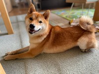 草むらをピョンピョン跳ねる柴犬 勢いあまって激突 ありゃ 大丈夫 うさ柴 ジャンプ力すごい まいどなニュース